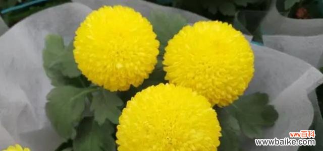 探寻花朵背后的隐含意义 花语含义大全