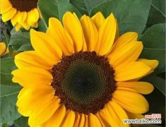 揭秘花语中表达坚强的花卉 坚强之花——探索花语中的力量与韧性