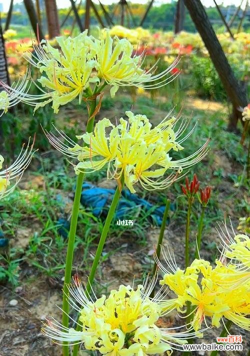 揭秘花语中表达坚强的花卉 坚强之花——探索花语中的力量与韧性