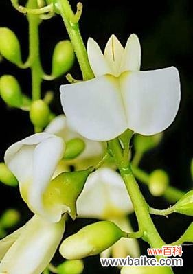 槐花 槐花的花语