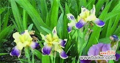 用花种类和花语诠释不同情感与寓意 花开花落,花语传情