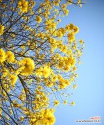 黄花风铃木 黄花风铃木的寓意与象征意义