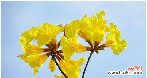 用花语读懂黄花风铃木的心声 黄花风铃木花语解析