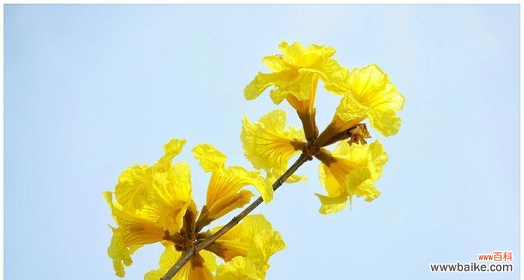 用花语读懂黄花风铃木的心声 黄花风铃木花语解析