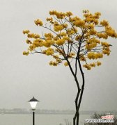 探究黄风铃花花语的起源和传承 黄风铃花的花语与意义