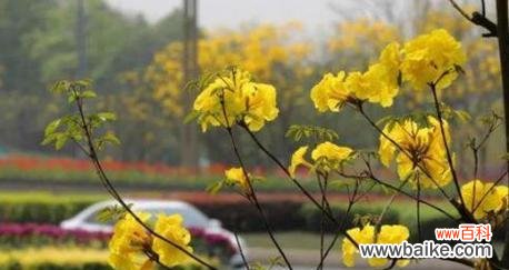 探寻黄风铃的文化内涵和传承价值 黄风铃的寓意与象征意义