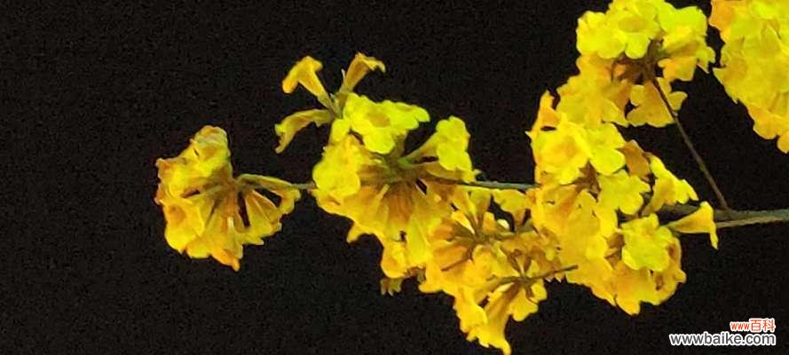 探寻黄风铃的文化内涵和传承价值 黄风铃的寓意与象征意义