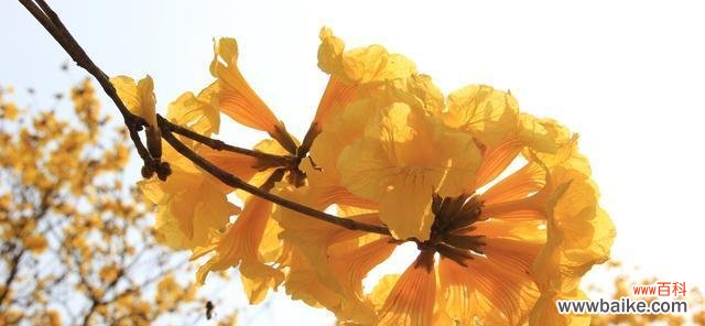 探寻黄风铃的文化内涵和传承价值 黄风铃的寓意与象征意义