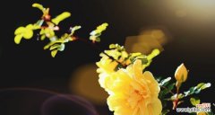 探寻黄刺玫花语的内涵和象征意义 黄刺玫的花语