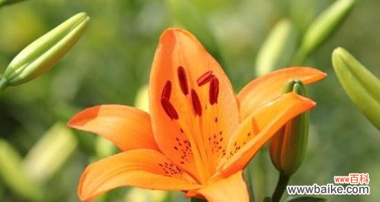 揭秘禁忌之恋背后的花语密码 禁忌之恋的花语——以丁香花为主题的文章