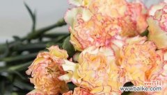 探寻康乃馨颜色的丰富内涵 康乃馨的颜色意义及象征