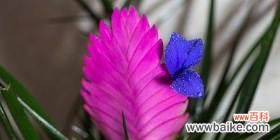 以菊花的花语为例 坚韧之花