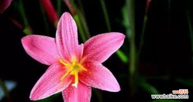 探寻向日葵所传达的坚毅和不屈不挠的秘密 以向日葵的花语表达坚强不屈的精神