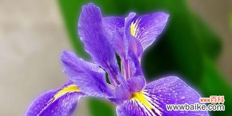 探索紫罗兰的花语意义及其传达的骄傲情感 骄傲的花语