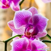 挥别的花朵 花语之别离——以郁金香为主题的结束之花语