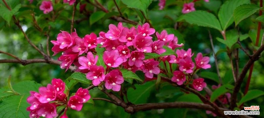 以菊花花语为主题 金榜题名,花语传承万年