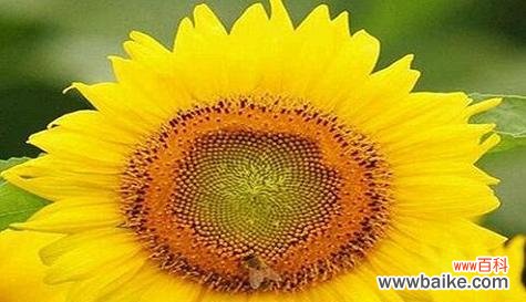 以菊花花语为主题 金榜题名,花语传承万年