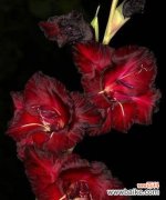 白蔷薇 以白蔷薇的花语为主题的救赎之旅