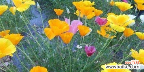 以何种花的花语传递拒绝爱情的信号 拒绝爱情的花语