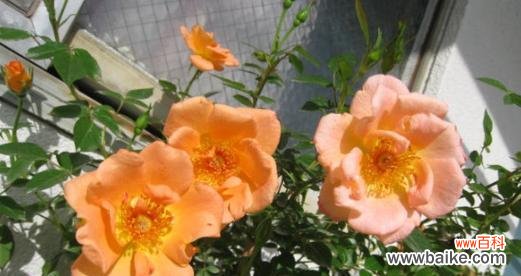 以何种花的花语传递拒绝爱情的信号 拒绝爱情的花语