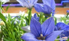 以何种花的花语传递绝交的意思 花语之绝交