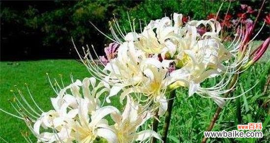 以何种花的花语传递绝交的意思 花语之绝交