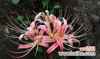 倾诉孤寂 绝望之花