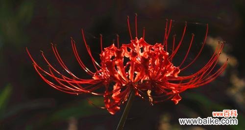 百合花 深情绝望的爱——以百合花的花语为主题