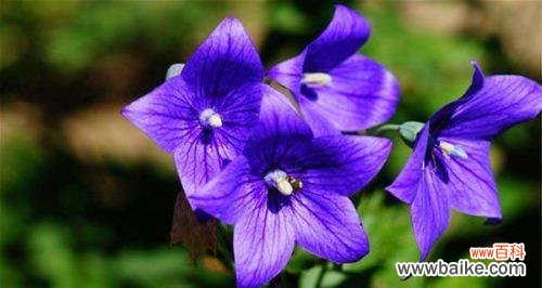 百合花 深情绝望的爱——以百合花的花语为主题