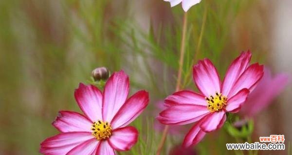 阳光般的开心——向日葵花语解读 以向日葵的花语为主题的文章