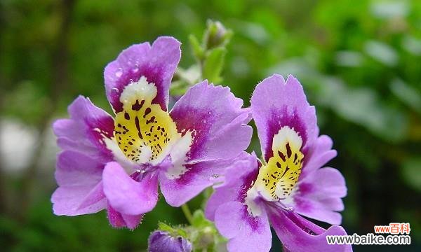 阳光般的开心——向日葵花语解读 以向日葵的花语为主题的文章
