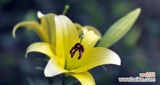 阳光般的开心——向日葵花语解读 以向日葵的花语为主题的文章