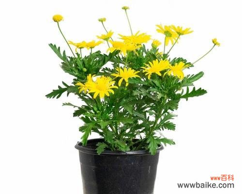 探索花朵的语言 黄金菊花语的深层寓意与传承