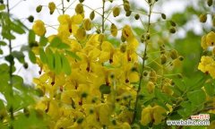 探索黄槐树的象征意义 黄槐树的寓意及其美丽与价值