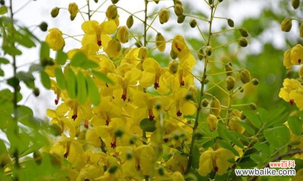 探索黄槐树的象征意义 黄槐树的寓意及其美丽与价值