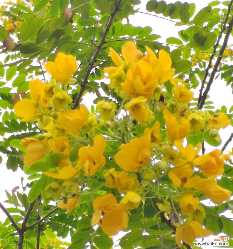 探索黄槐树的象征意义 黄槐树的寓意及其美丽与价值