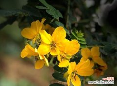 用黄槐花的花语解读盛夏的美好 黄槐花的花语——黄槐花盛开的象征