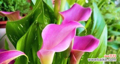 解读黄花马蹄莲的美丽寓意 黄花马蹄莲的寓意与象征意义