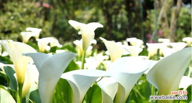 解读黄花马蹄莲的美丽寓意 黄花马蹄莲的寓意与象征意义