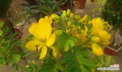 探索黄花槐的美丽与象征意义 黄花槐