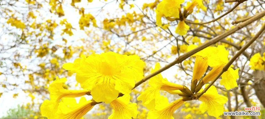 用花语诠释生命的坚强与美丽 黄花风铃木花语——生命的希望