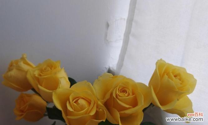黄玫瑰的意义解析与文化背景探究 黄玫瑰的含义与象征——探索花语中的温暖和友谊