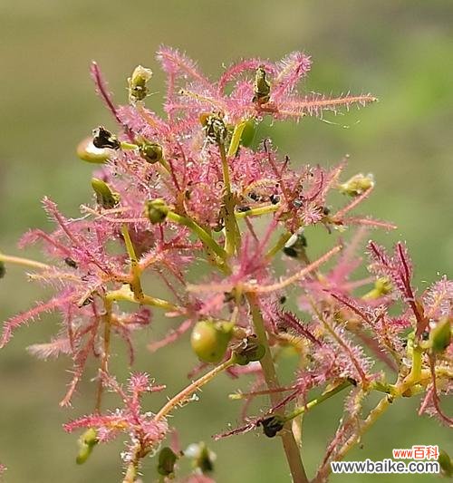 走向辉煌的坚实步伐 黄栌之美