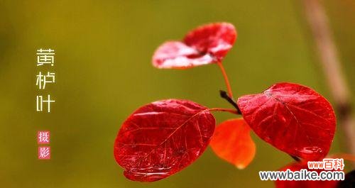 走向辉煌的坚实步伐 黄栌之美