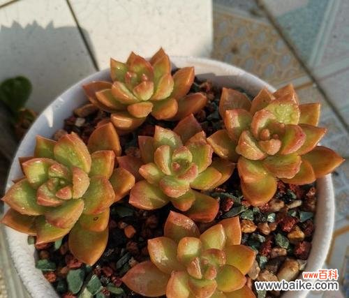 探寻黄丽的花语之美 黄丽花语