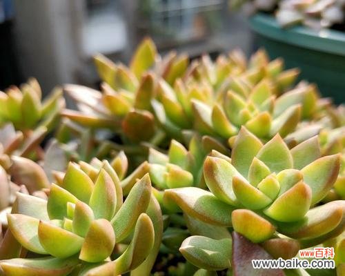 探寻黄丽的花语之美 黄丽花语