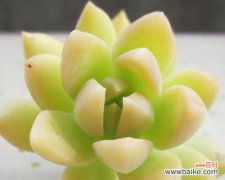 探寻黄丽的花语之美 黄丽花语