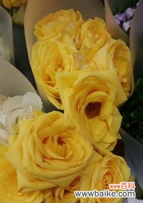 探索黄玫瑰的色彩世界 黄玫瑰的美丽与象征意义