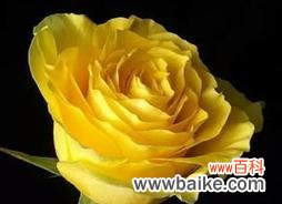 探索黄玫瑰的花语与意义 黄玫瑰的象征意义