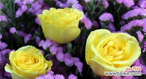 探索黄玫瑰的花语与意义 黄玫瑰的象征意义